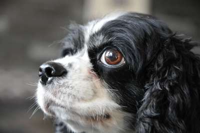 狗 家畜 骑士查理王猎犬 年轻 狗的风格 可爱的 动物