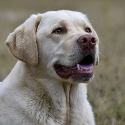 拉布拉多犬 猎犬 狗 宠物 肖像 头 很好的 亲爱的 好的
