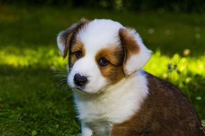 威尔士柯基犬羊毛衫 狗 小狗 宠物 动物 年轻的狗 那只狗