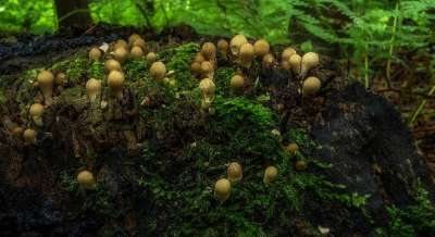 蘑菇 蘑菇菌落 自然 苔藓 落下 森林 森林蘑菇 树桩