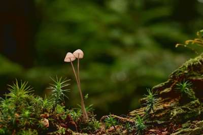 蘑菇 苔藓 森林地面 小蘑菇 掌舵 菌丝 根 菌 落下 自然