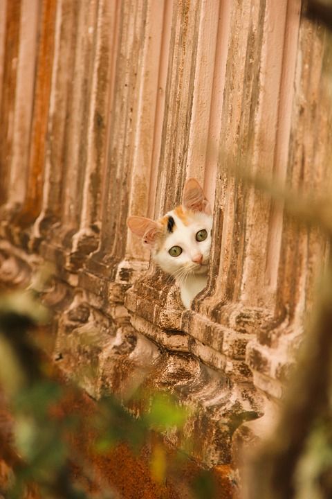 窥视 猫 宠物 动物 小猫 国内的 猫科动物 基蒂 哺乳动物
