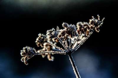 花 植物 冬天 霜 寒冷的 冻结