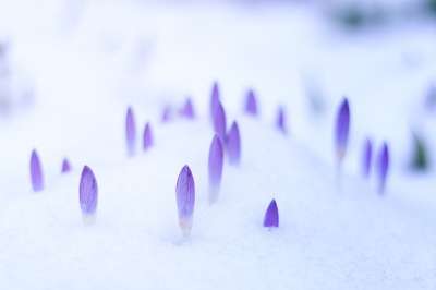 模糊 春天 散景 自然 关闭 背景 植物 不在重点领域 花 雪