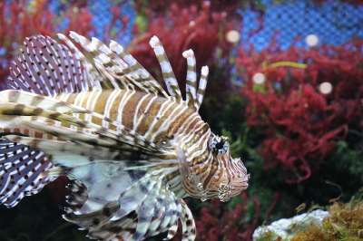 狮子鱼 Pterois 鱼 水族馆 水下 动物 海洋水族馆 海洋