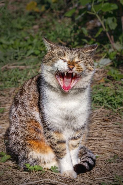猫 家庭宠物 猫科动物 打哈欠 动物 羊毛 猫咪 哺乳动物 驯化