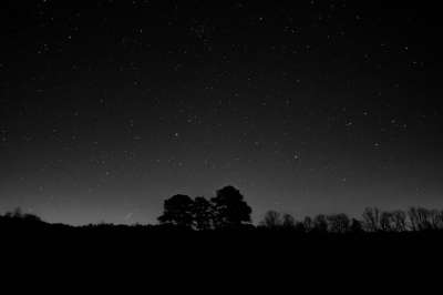 自然 轮廓 夜晚 天空 星星 射击之星 树木 黑树 黑色的星星