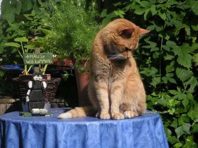 宿醉 红猫 猫 红色的 黄色 猫脸 鲭鱼 头部图 自然 动物