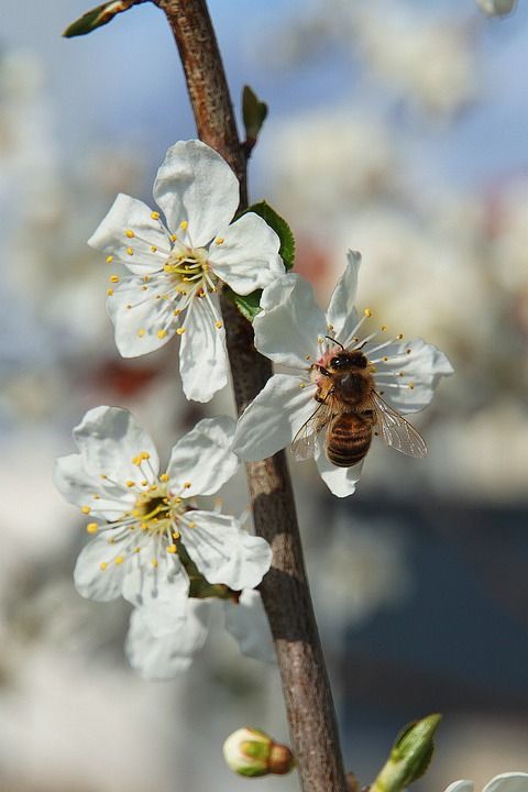 蜜蜂 开花 苹果花 昆虫 自然 关闭 春天 花蜜 授粉 宏