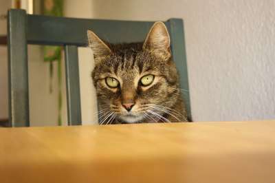 猫 酷猫 猫在表 虎猫 猫脸 宿醉 绿色的猫的眼睛