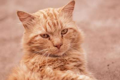 可爱的猫 长长的头发 吉祥物 小猫咪 毛皮