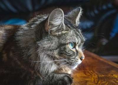 猫 宠物 缅因浣熊 外形 关 眼睛 动物 毛皮 肖像 猫科动物