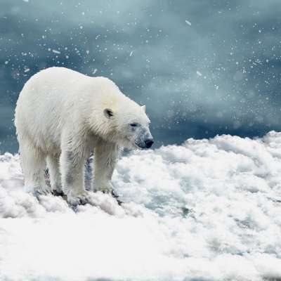 冰熊 雪 捕食者 寒冷的 自然 冬天 动物 北极 熊 野生动物
