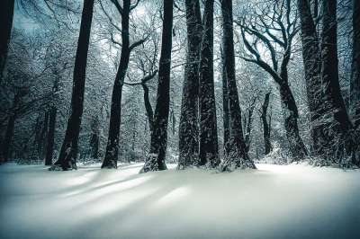 生成的Ai 树木 冬天 森林 雪 景观 自然 季节 户外