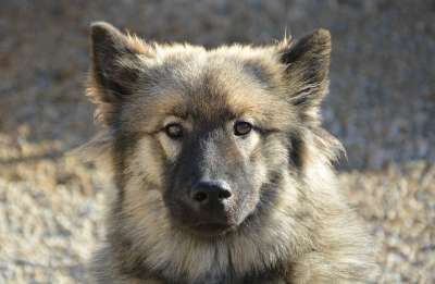 狗 母狗 年轻的狗 狗Eurasier Orlaya蓝色的