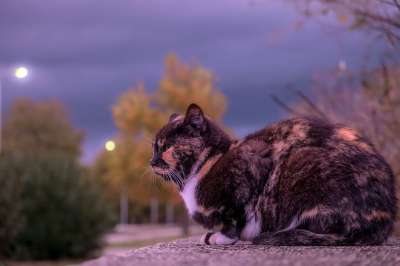 猫 猫科动物 宠物 动物 在狗窝 国内的动物