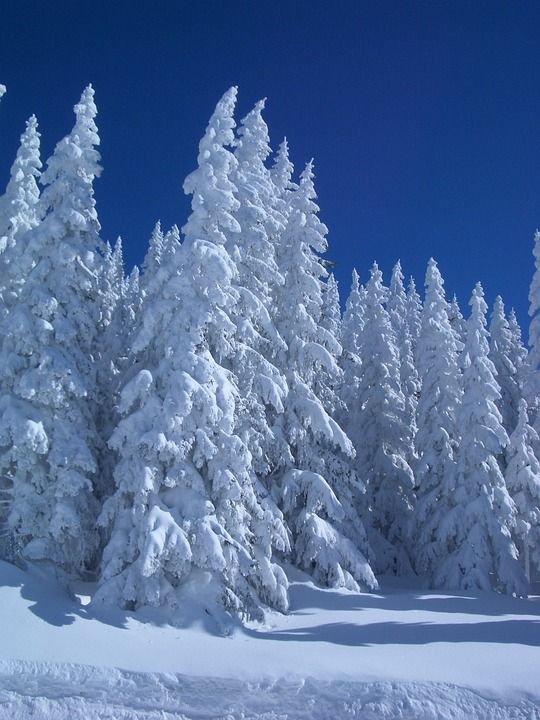 冬天 枞树 下雪的 雪 冬季景观 冬季的心情 蓝色的