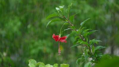 雨 芙蓉 开花 雨滴 芙蓉花 滴 湿的 水滴 水珠 红色的