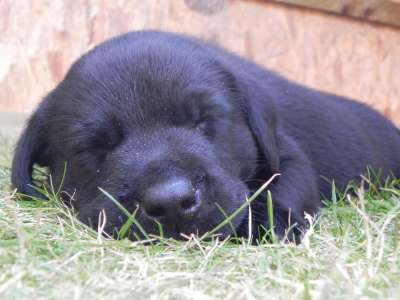 小狗 黑色的 拉布拉多犬 草 狗 婴儿 年轻 青年