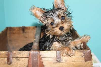 约克 约克郡 梗犬 小狗 可爱的 犬类 狗