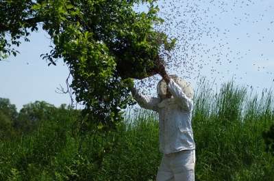 一群蜜蜂 蜜蜂 养蜂业 昆虫 蜂窝 蜜糖 自然 卡尼卡 养蜂人