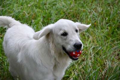 狗 婊子 金毛猎犬 球 播放 玩耍 狗的白色 狗品种 狗指南