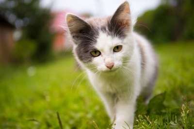 猫 夏天 村 宠物