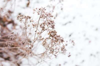 干枯 干的 花 花朵 细节 小的 自然