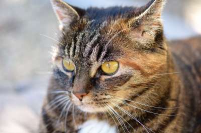 猫 鲭鱼 家畜 动物 家猫 毛皮 看法 关闭 可爱的 猫眼