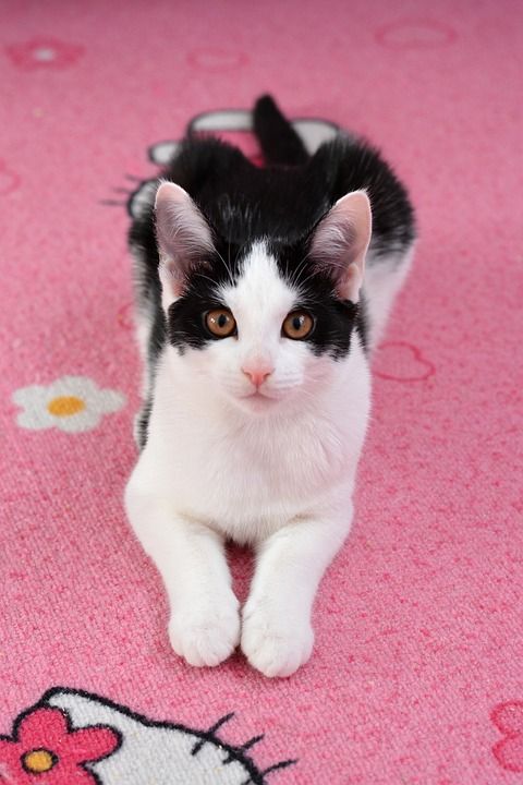 猫 家畜 黑白猫 家猫 年轻的猫 猫眼