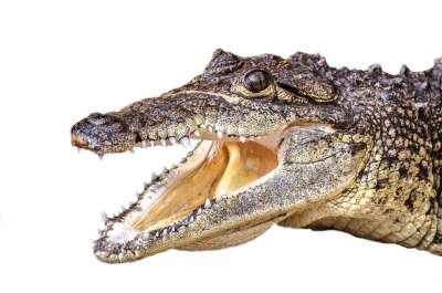 沼泽 鼻子 寒冷的 威胁 河 肉食的 Crocodilia 鳄鱼