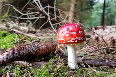 森林 蘑菇 毒菌 红色的 森林蘑菇 关闭 森林地面 落下 自然