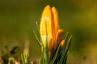 番红花 花 虹膜家族 露珠 晨露 湿的 春天 嘘 黄色 闭花