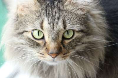 猫 动物 可爱的 宠物 小猫 国内的 猫科动物 毛皮 基蒂