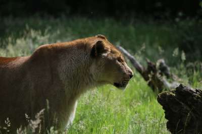 母狮 狮子 猫 捕食者 野生动物 苹果浏览器 自然