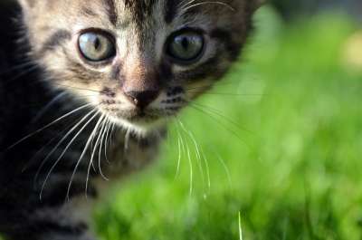 猫 宠物 爱 快乐的 动物 年轻 可爱的 孩子 乐趣 肖像