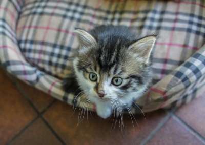 猫咪 小猫 篮子 猫 动物 年轻的猫 青年 猫脸 乐趣 宠物