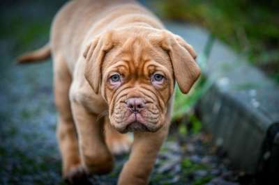 Dogue De 波尔多 狗 小狗 可爱的 藏獒 波尔多 宠物
