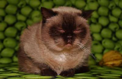 猫 厌倦 英国短毛猫 家猫 小猫 放松 动物 可爱的 说谎