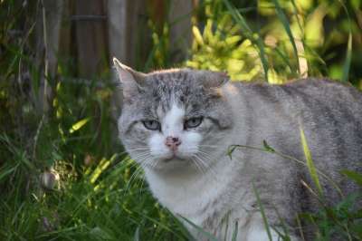 猫 猫科动物 小巷猫猫 欧洲猫 捕食者 动物 肖像猫 哺乳动物