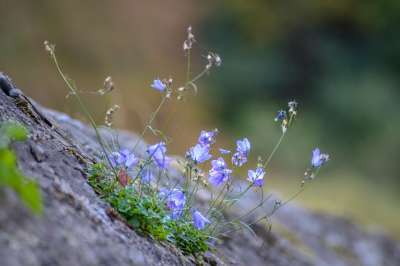 蓝色的 墙 墙上的花 石墙 花朵 石头 自然 力量 强的 植物