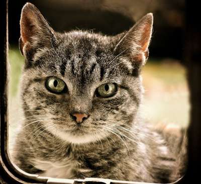 猫 家猫 动物收容所 害羞的 小猫 年轻的猫 家畜 鲭鱼 虎猫