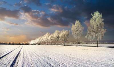 雪 场地 景观 冬天 天堂 冬季景观 树木 云 乡村的 雪景