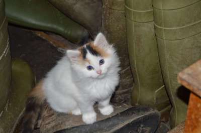 猫 长发 鞋子 家猫 白色的