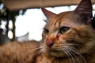 猫 眼睛 动物 宠物 小猫 毛皮 猫科动物 狮子 猎豹 脸