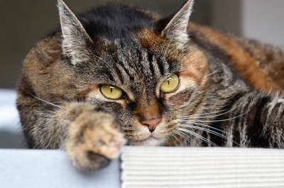 猫 动物 家畜 猫眼 鲭鱼 毛皮 Katzenkopf