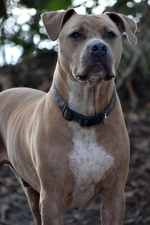 Pitbull 狗 棕色 动物 肖像 灰狗