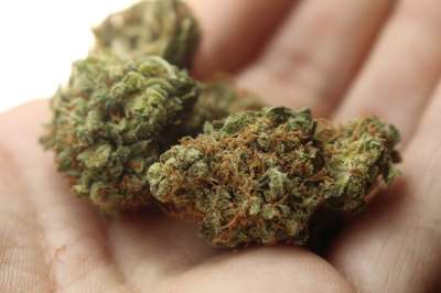 杂草 大麻 斯通纳 锅 甘贾 库什 绿色 草本植物 医用大麻