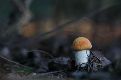 蘑菇 森林 秋天 自然 食物 菌 菌类 Boletaceae