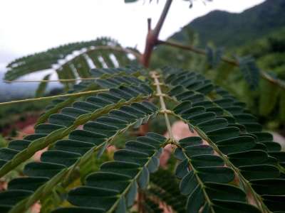 模糊 数码单反相机 Focous 叶子 自然 植物群 树 特写